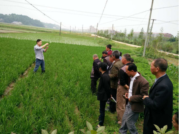 三合镇成人文化技术学校水稻种植培训